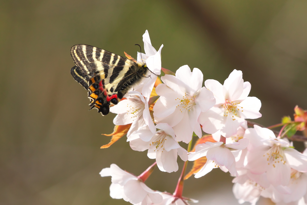 桜とギフチョウ