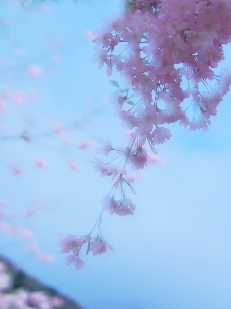 桜2