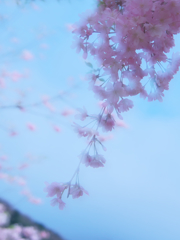 桜2