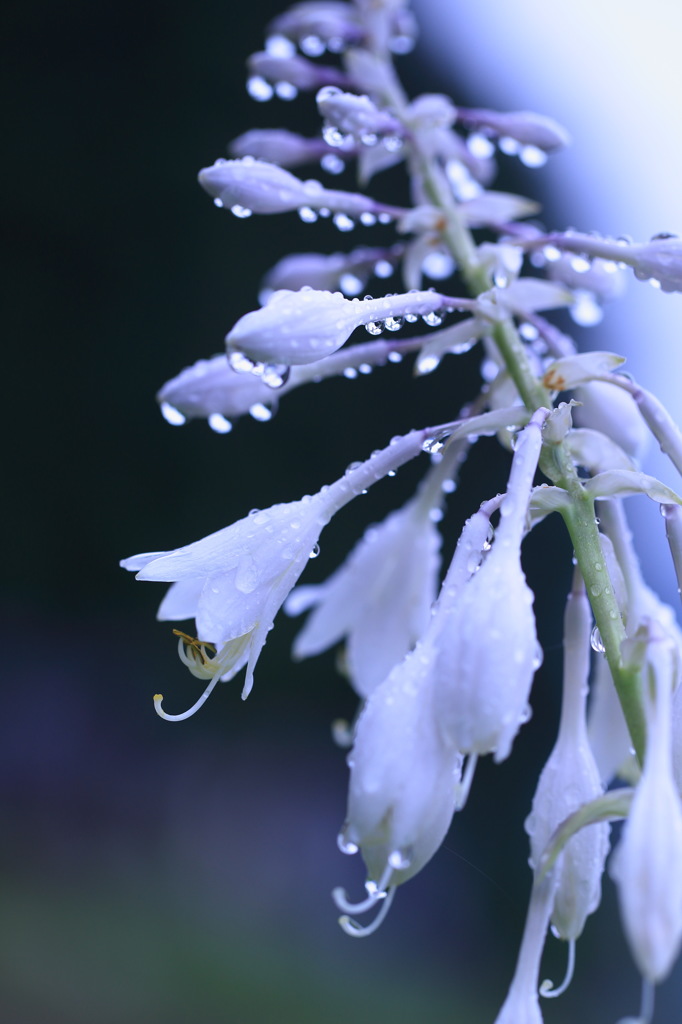 雨上がり