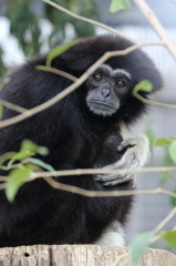 動物園にて　1