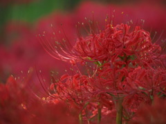 燃焼