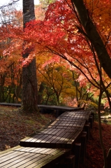 紅葉
