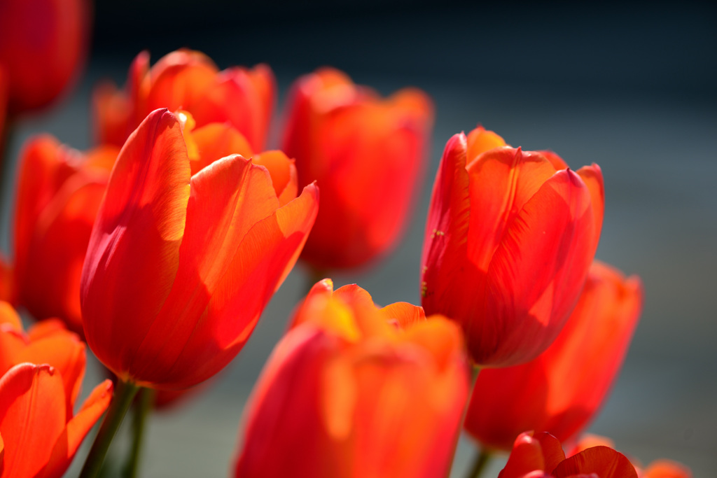 cannot wait for spring to come-Ⅴ