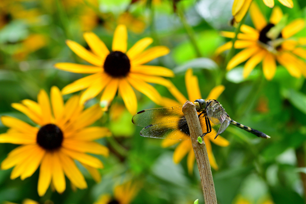 Dragonfly