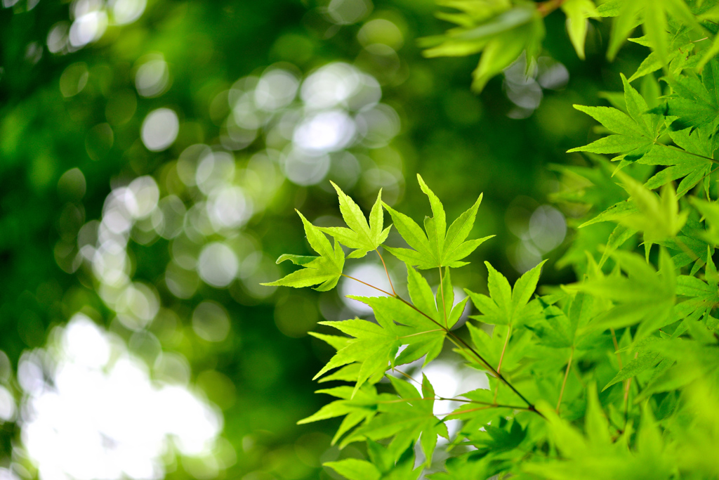 fresh verdure－Ⅱ
