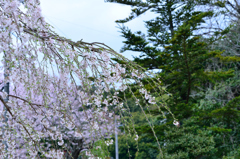 三春滝桜子孫
