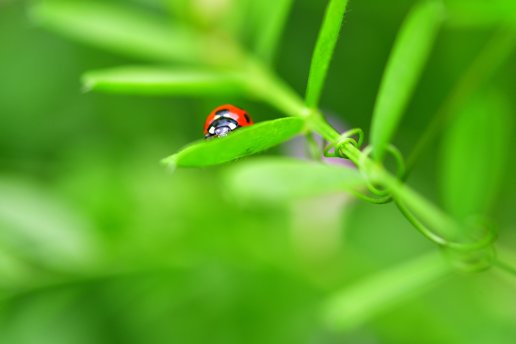 ladybug