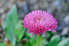 花を見つけた-Ⅱ