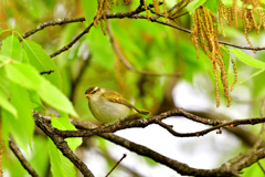 センダイムシクイ-Ⅰ