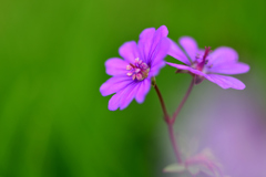 紫の花