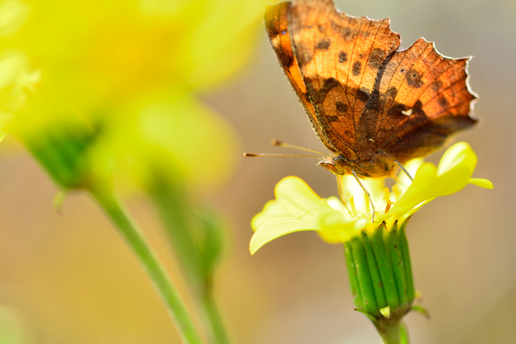 秋を満喫して-Ⅰ