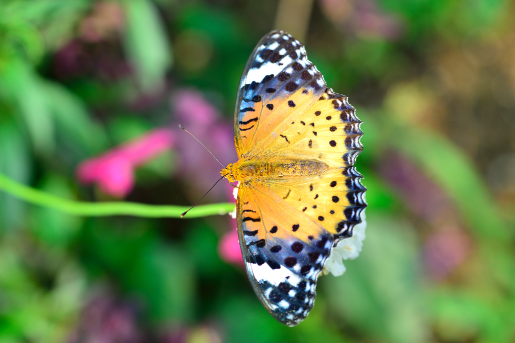 ツマグロヒョウモン