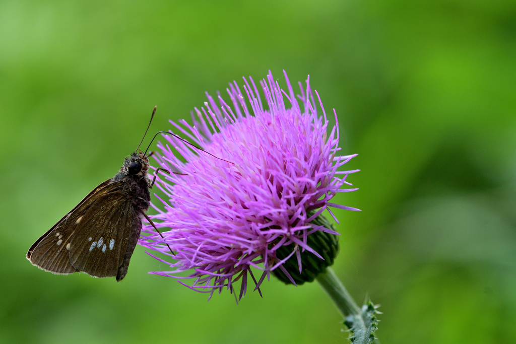 梅雨の合間に-Ⅶ