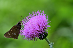 梅雨の合間に-Ⅶ
