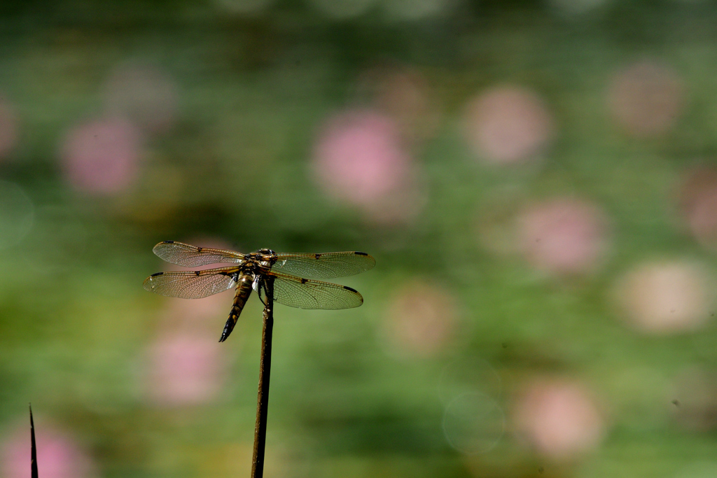 スイレンに見惚れて