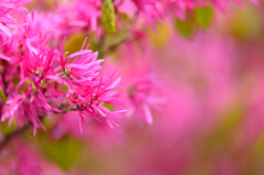 紅花常盤満作-Ⅱ