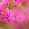 紅花常盤満作-Ⅱ