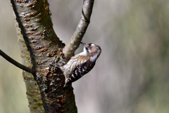 今日の野鳥たち-Ⅴ
