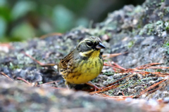 まいどお馴染み-Ⅱ