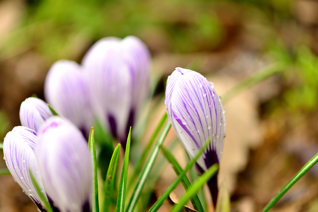 spring scene-Ⅴ