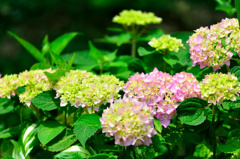 紫陽花-Ⅳ