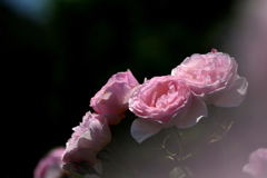 grace