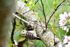 Japanese Pygmy Woodpecker