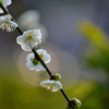 春陽