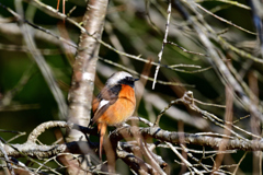 まいどお馴染み-Ⅳ