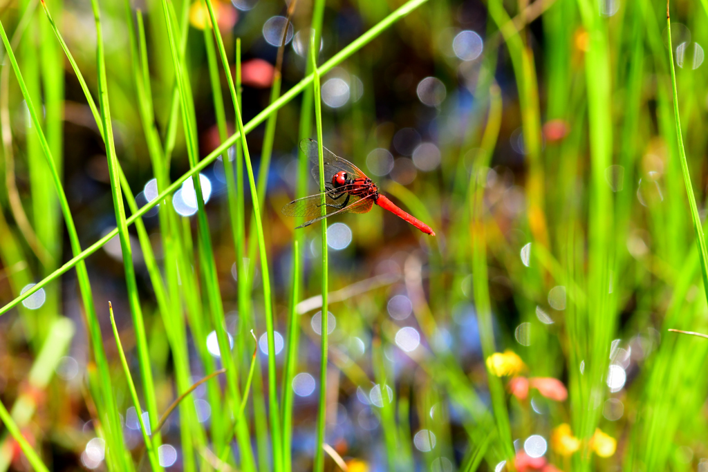 Dragonfly