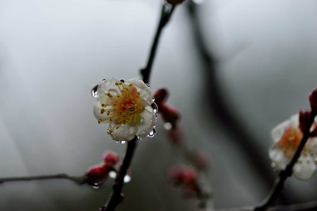 雨に濡れて-Ⅲ