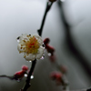 雨に濡れて-Ⅲ