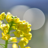 Spring is coming-Ⅰ