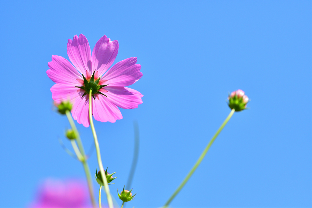 秋空と秋桜