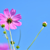 秋空と秋桜