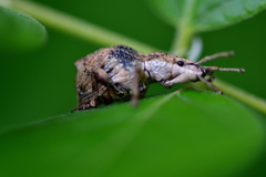 鼻が短いのにゾウムシ