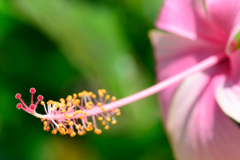 華やか