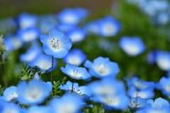 春の花たち-Ⅱ