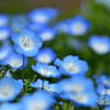 春の花たち-Ⅱ