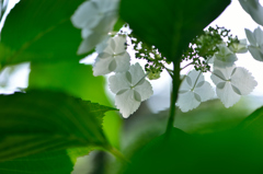 広くて優しい心