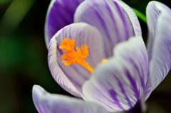 cheerfulness