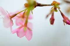 河津桜