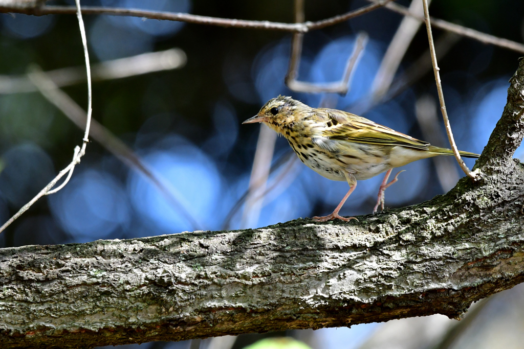 今日の野鳥たち-Ⅶ