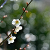 梅-Ⅱ