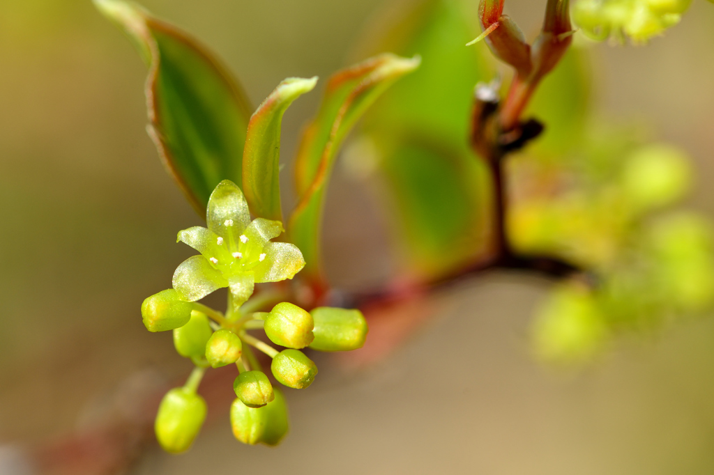 サルトリイバラの花