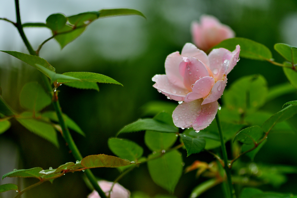 雨上がりと薔薇