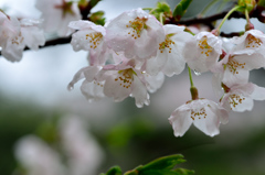 雨と桜-Ⅱ