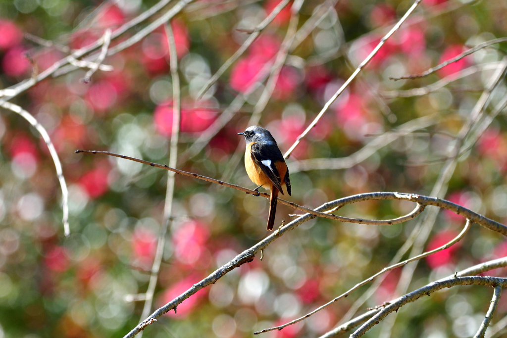 ジョージ花をバックに-Ⅲ
