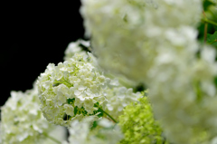 White Hydrangea-Ⅰ